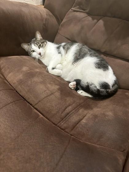 Huckleberry, Adoptable, Adult Male Domestic Short Hair & Domestic Short Hair.