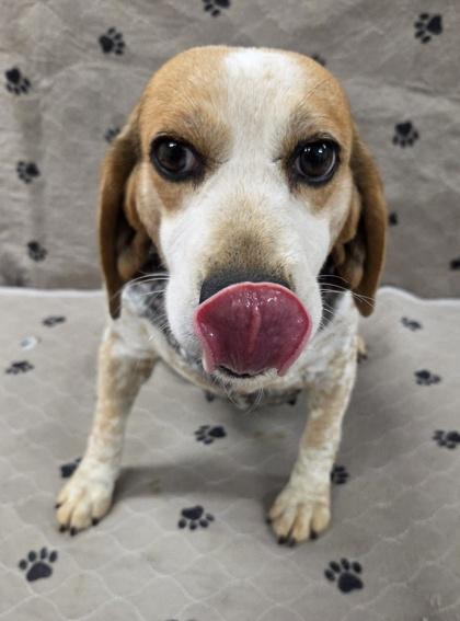 Enlarge Paloma, a Adoptable Beagle in Malvern, PA image 1/2