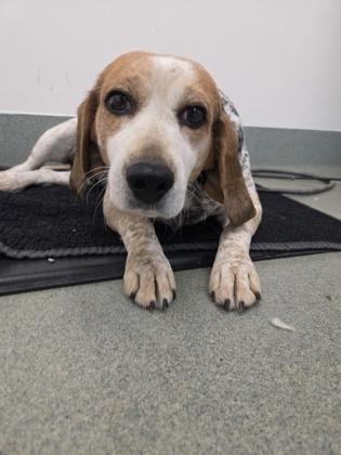 Enlarge Paloma, a Adoptable Beagle in Malvern, PA image 2/2