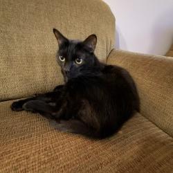 Enlarge Cody, a Adoptable Domestic Short Hair in Melbourne, KY image 1/1