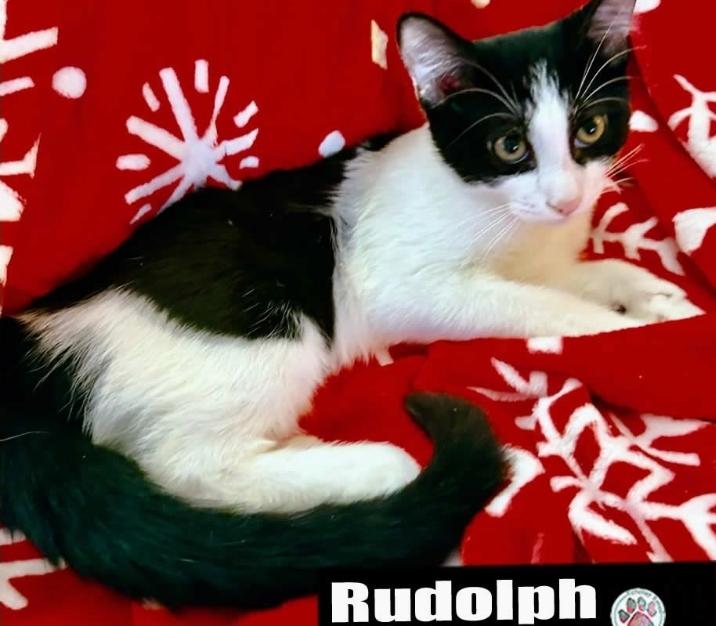 Enlarge Rudolph, a Adoptable mixed breed in Miami, FL image 1/1