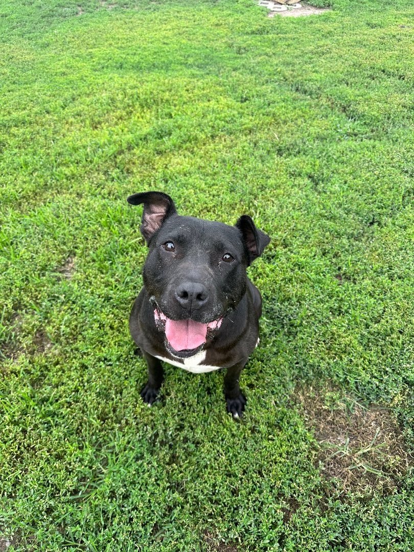 Bella