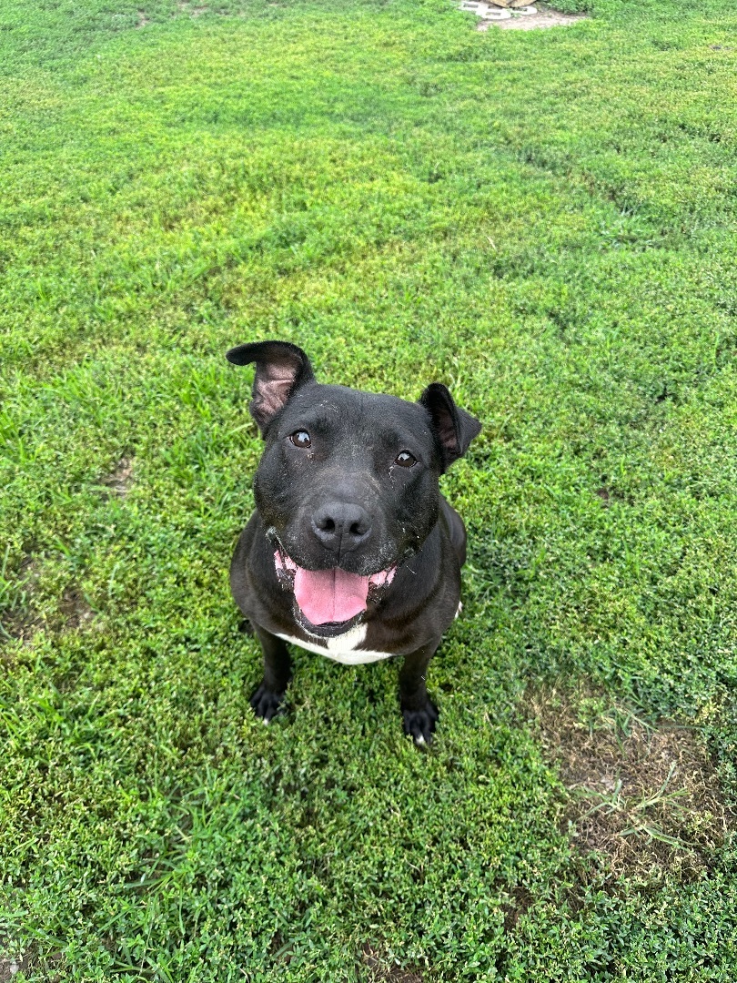 Bella, an adoptable Pit Bull Terrier in Kearney, NE, 68845 | Photo Image 1