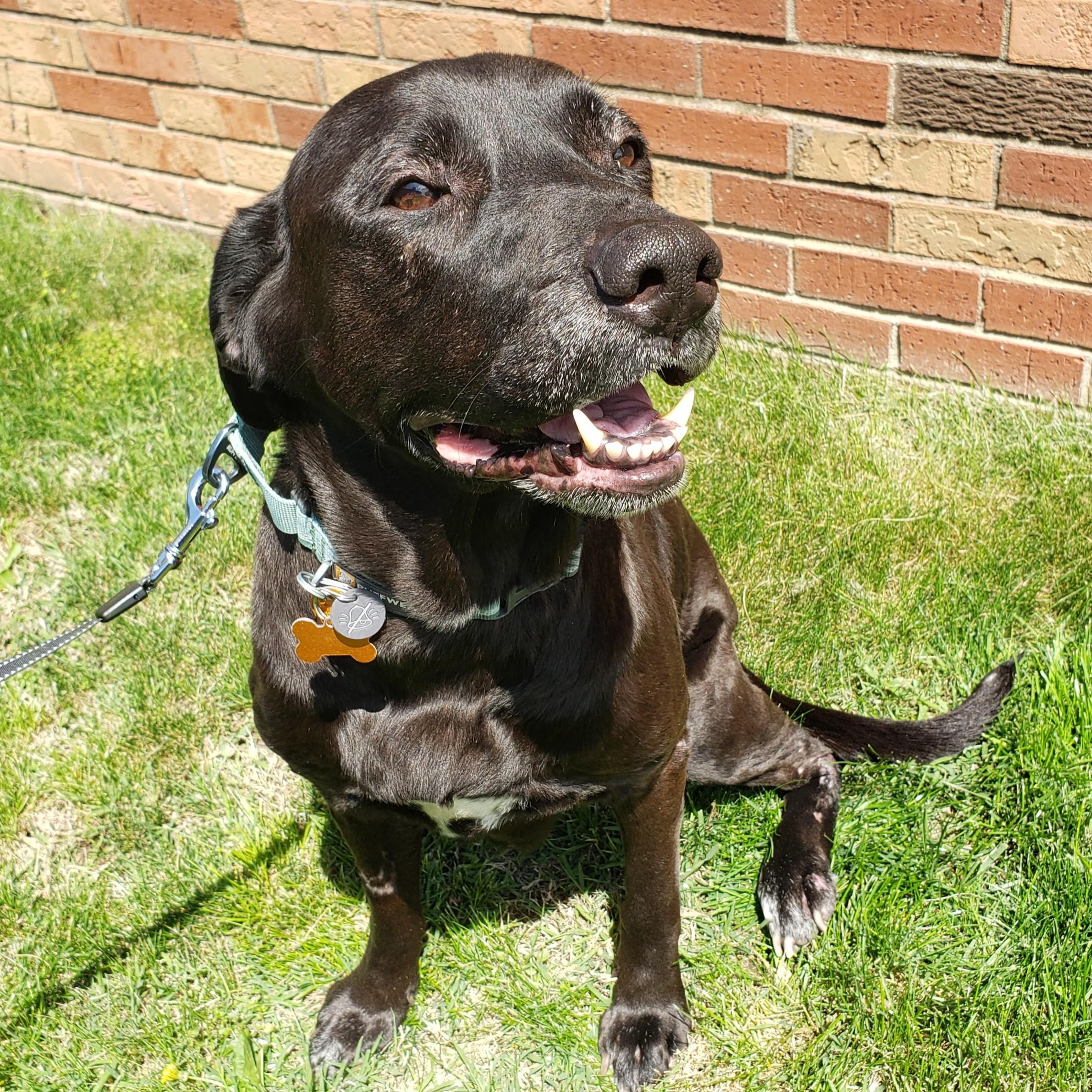 Faith, a ADOPTABLE mixed breed in Normal, IL image 6/6