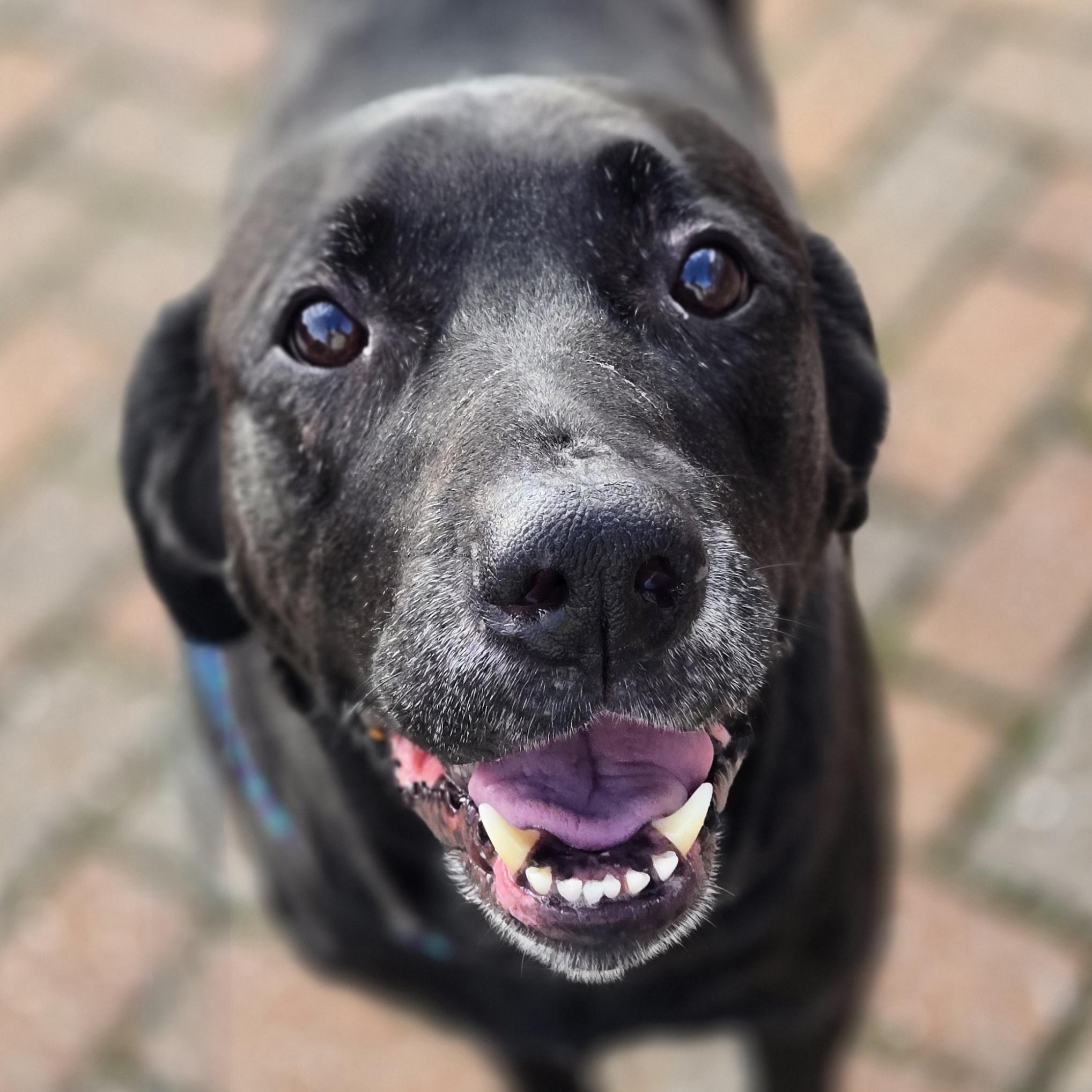 Faith, a ADOPTABLE mixed breed in Normal, IL image 2/6