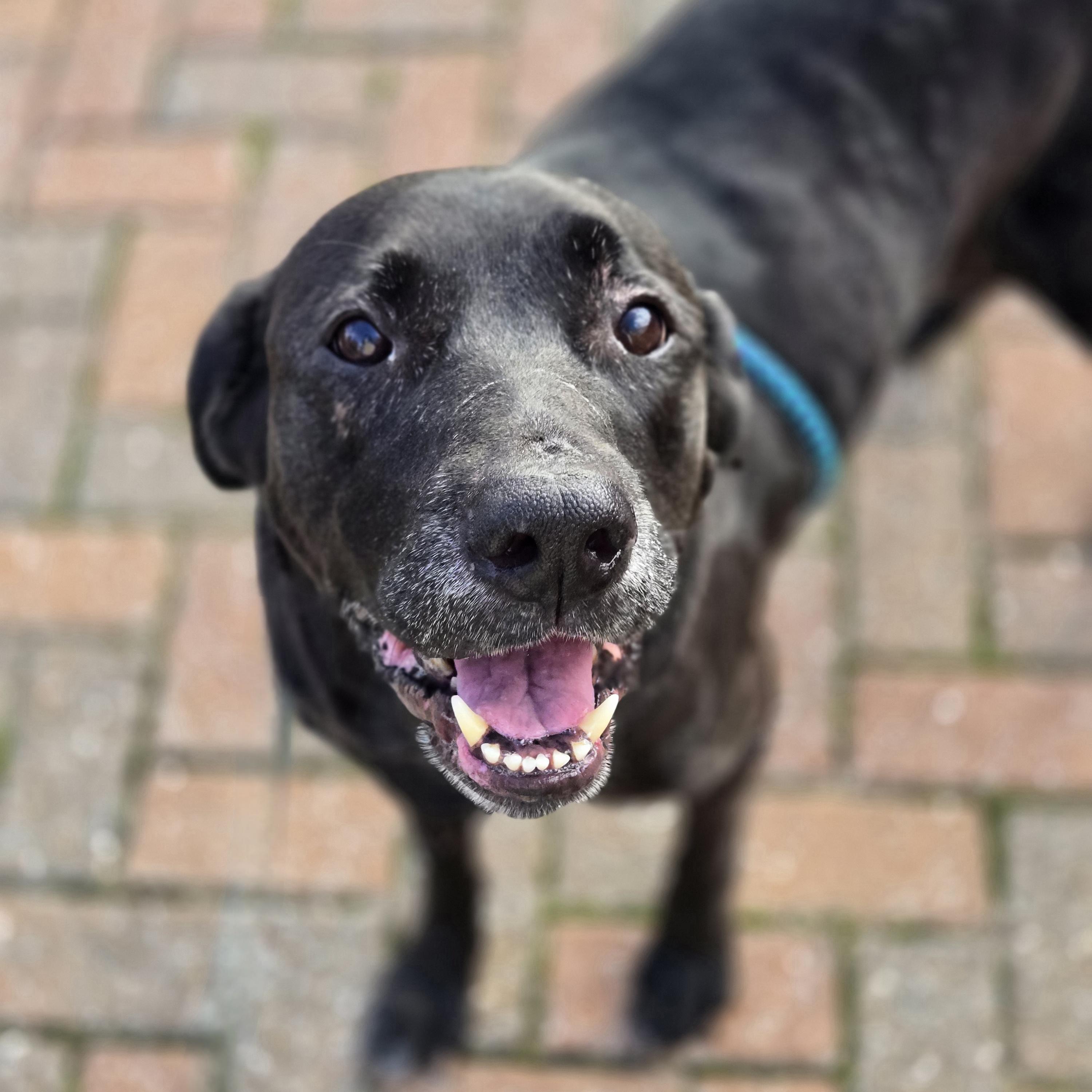 Faith, a ADOPTABLE mixed breed in Normal, IL image 4/6