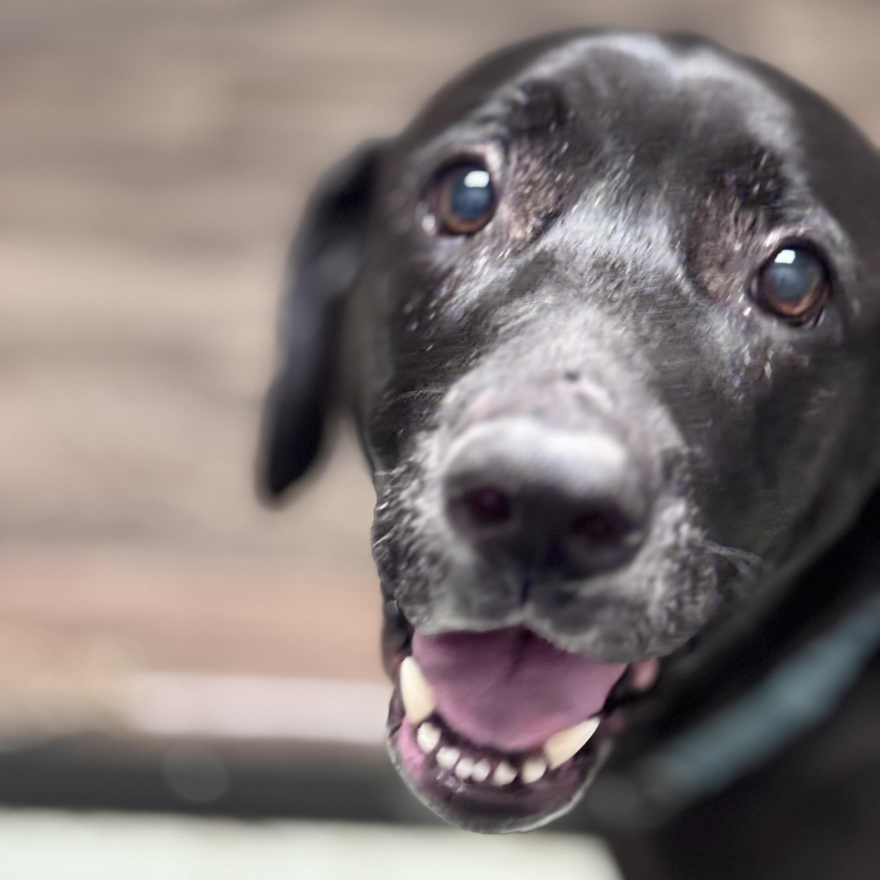 Faith, a ADOPTABLE mixed breed in Normal, IL image 3/6