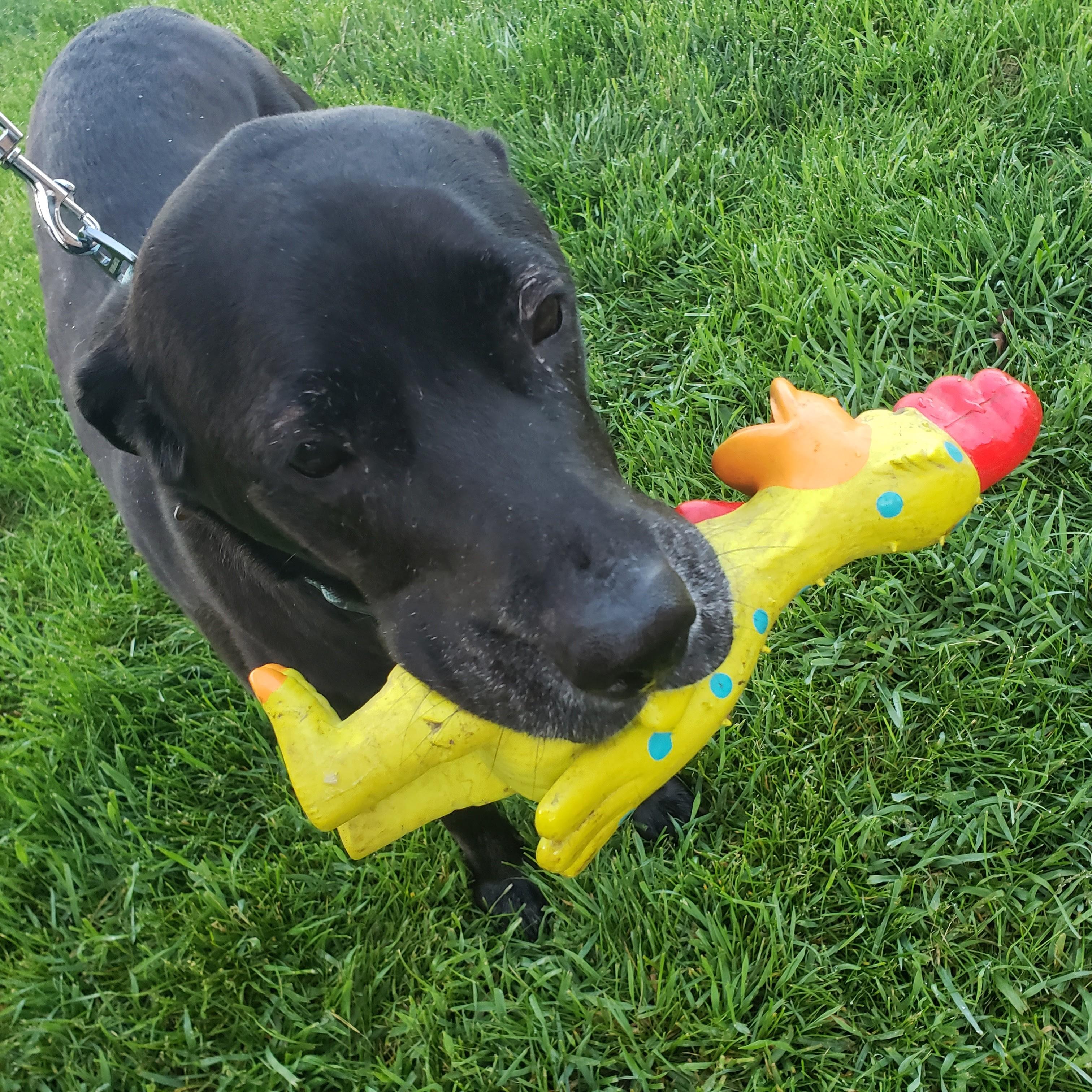 Faith, a ADOPTABLE mixed breed in Normal, IL image 5/6