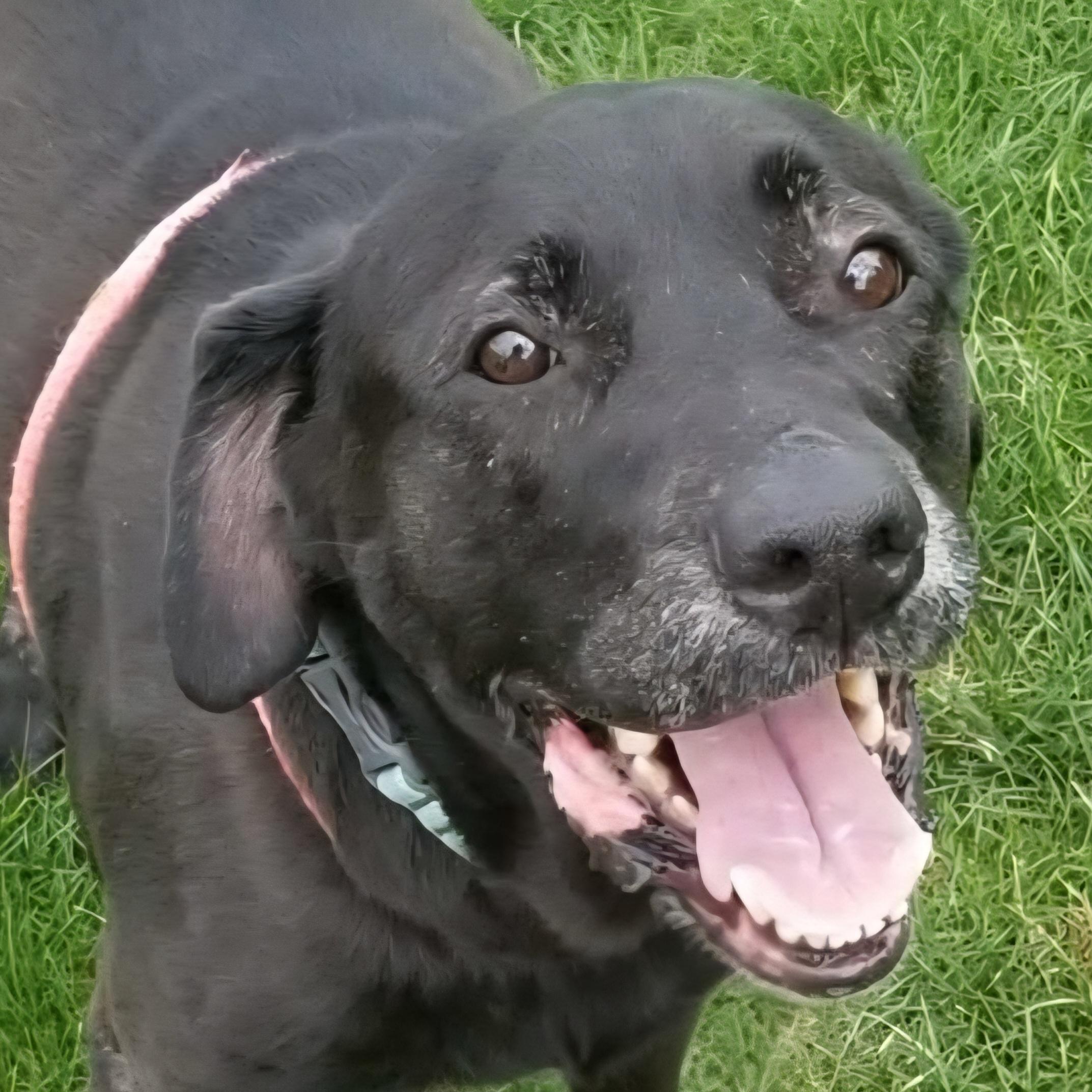 Faith, ADOPTABLE, Adult Female Labrador Retriever & Mixed Breed.