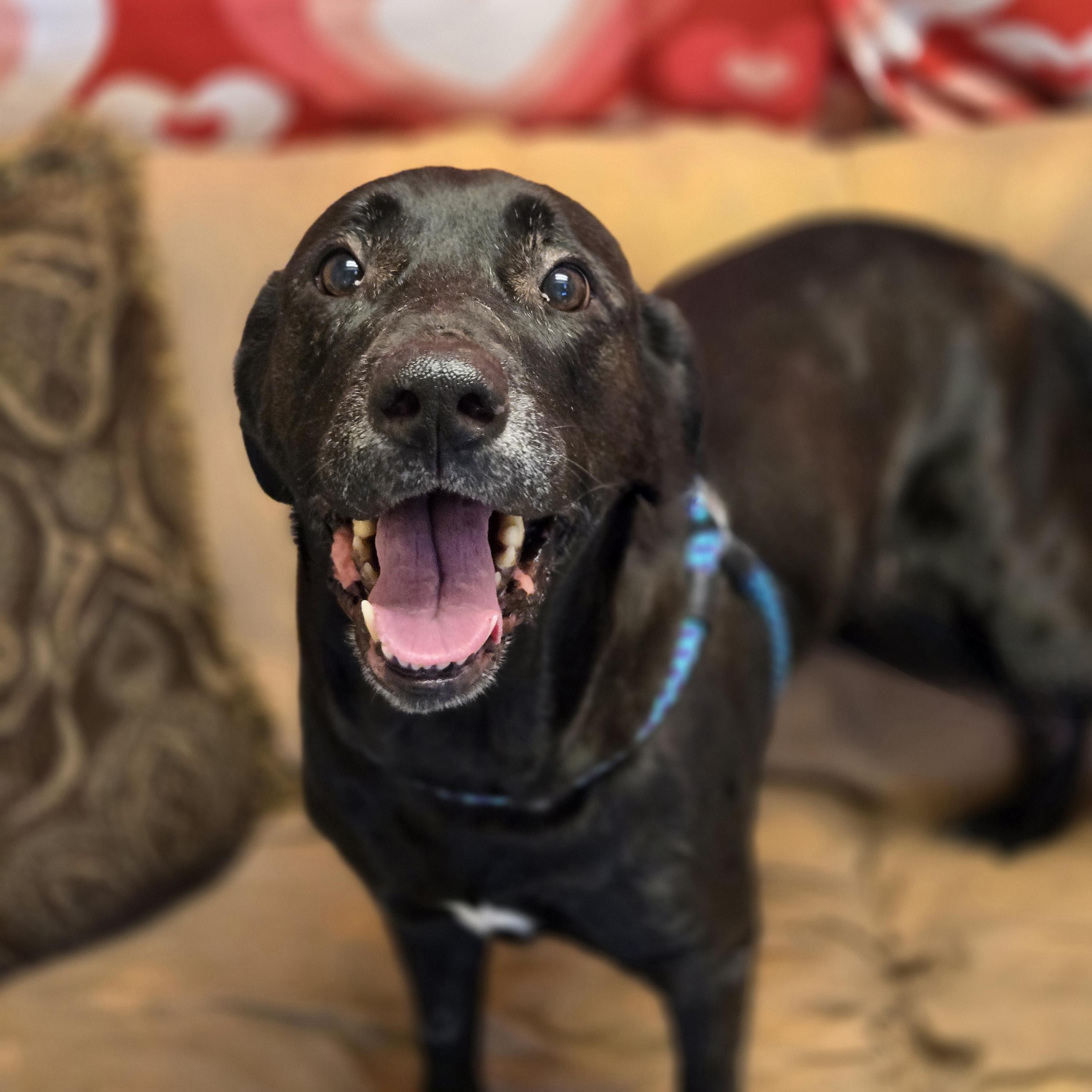 Faith, a ADOPTABLE mixed breed in Normal, IL image 6/6