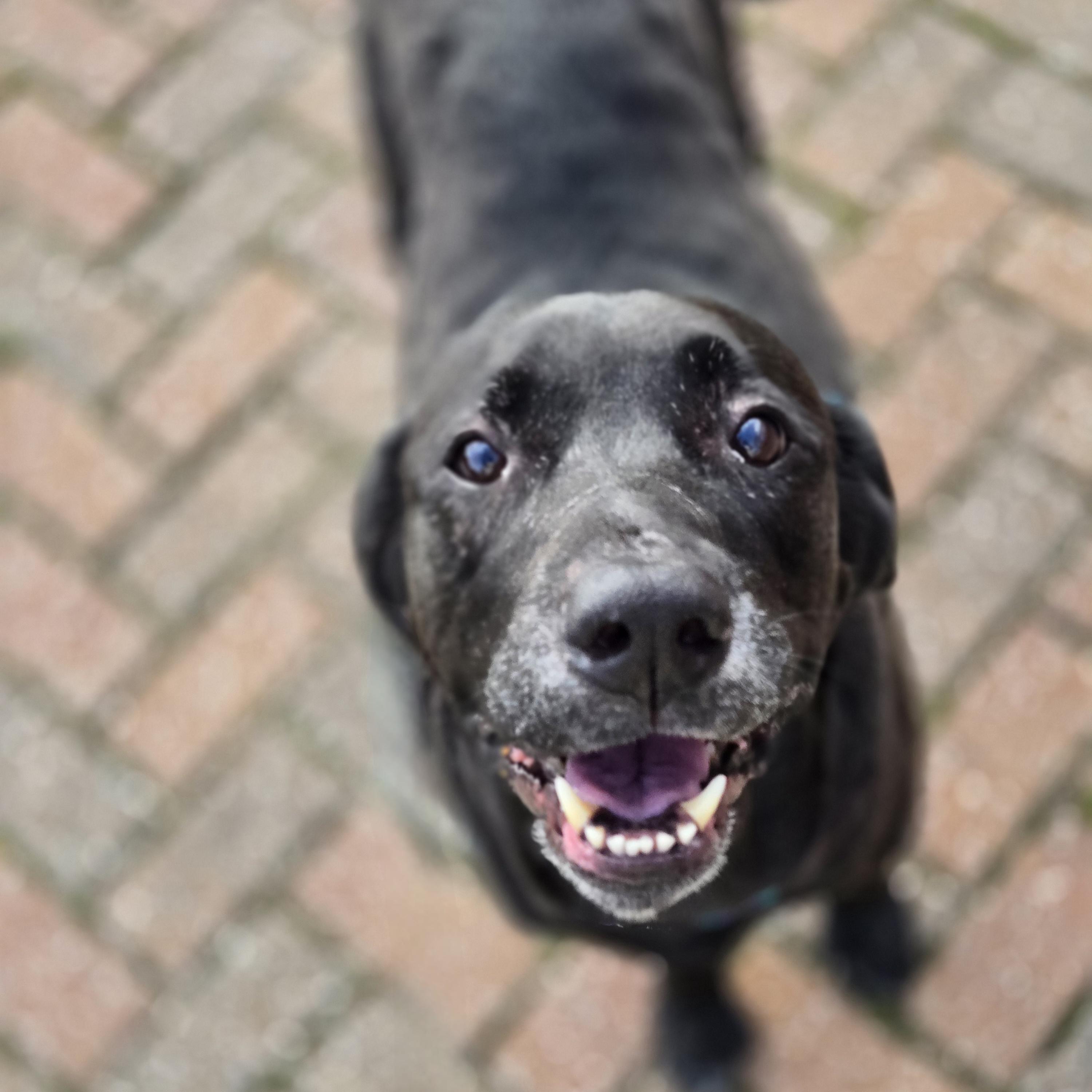 Faith, a ADOPTABLE mixed breed in Normal, IL image 5/6