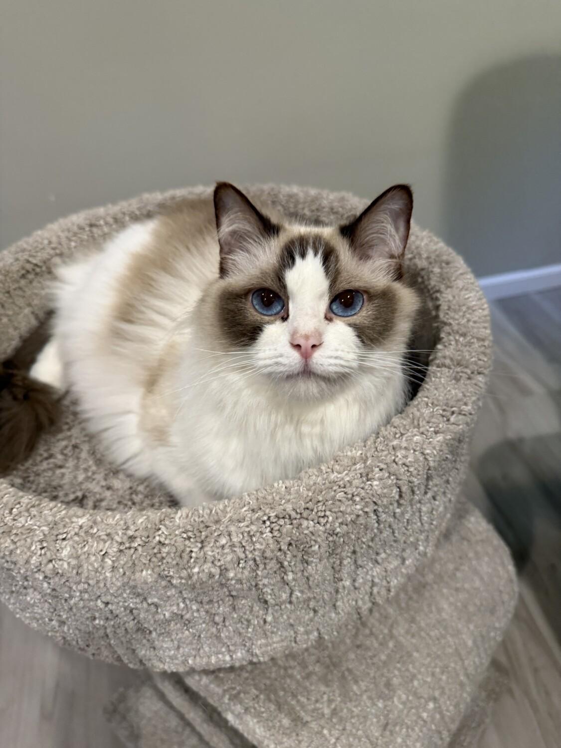 VIOLET, adopted, Adult Female Ragdoll.
