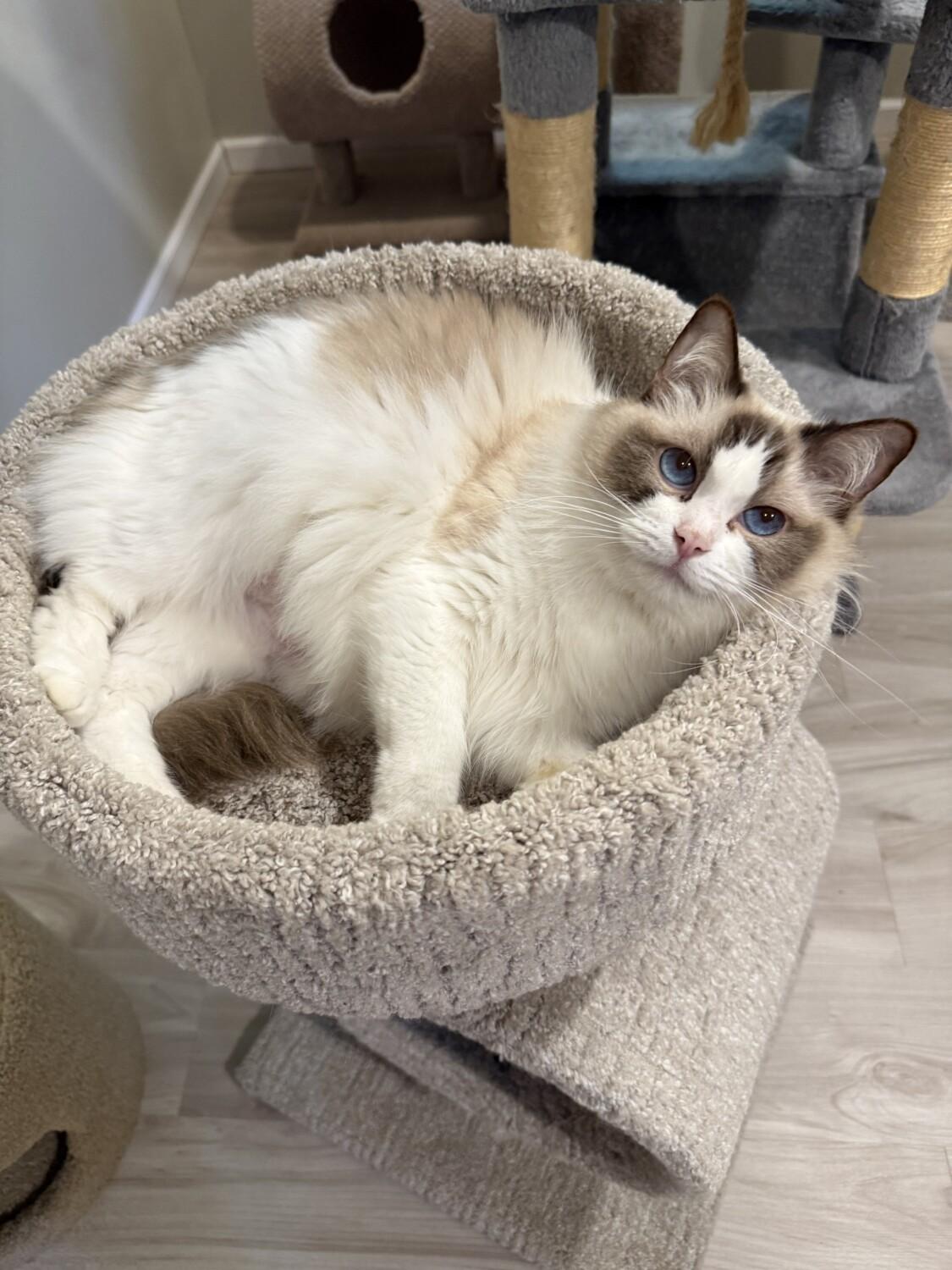 VIOLET, an adopted Ragdoll in Marengo, IL image 3/3
