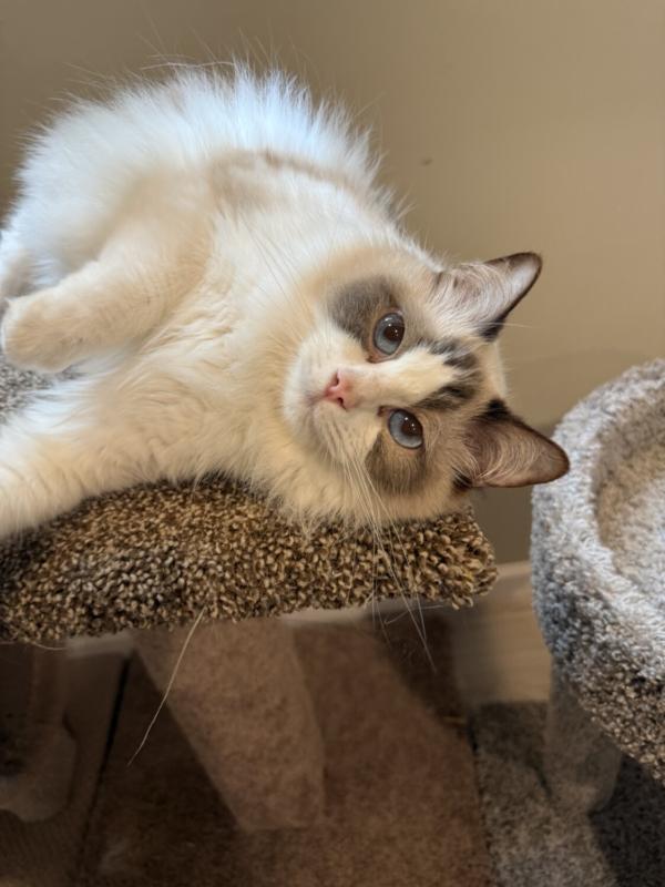 VIOLET, an adopted Ragdoll in Marengo, IL image 2/3