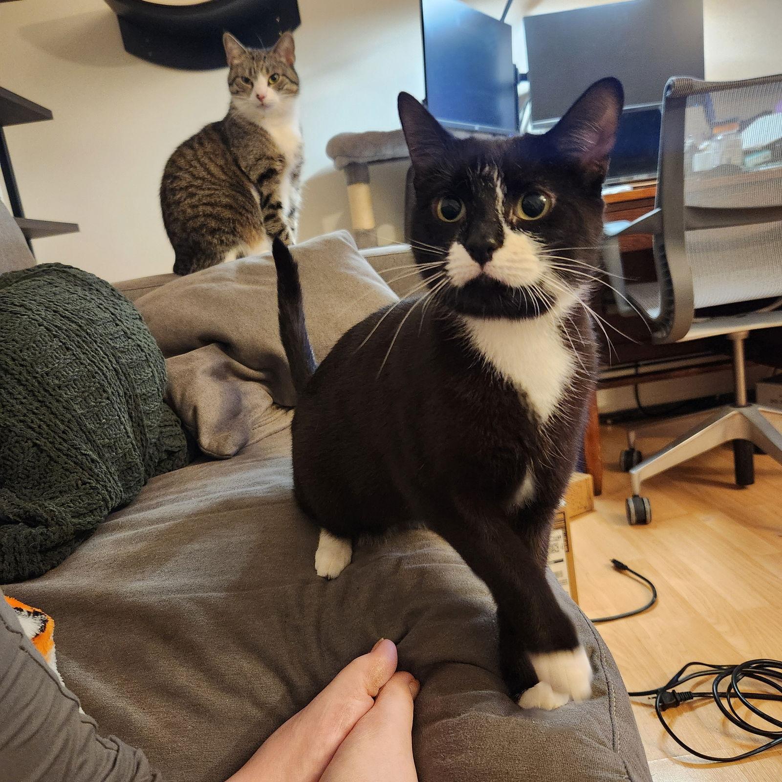 Moostash, Adoptable, Adult Female Domestic Short Hair.