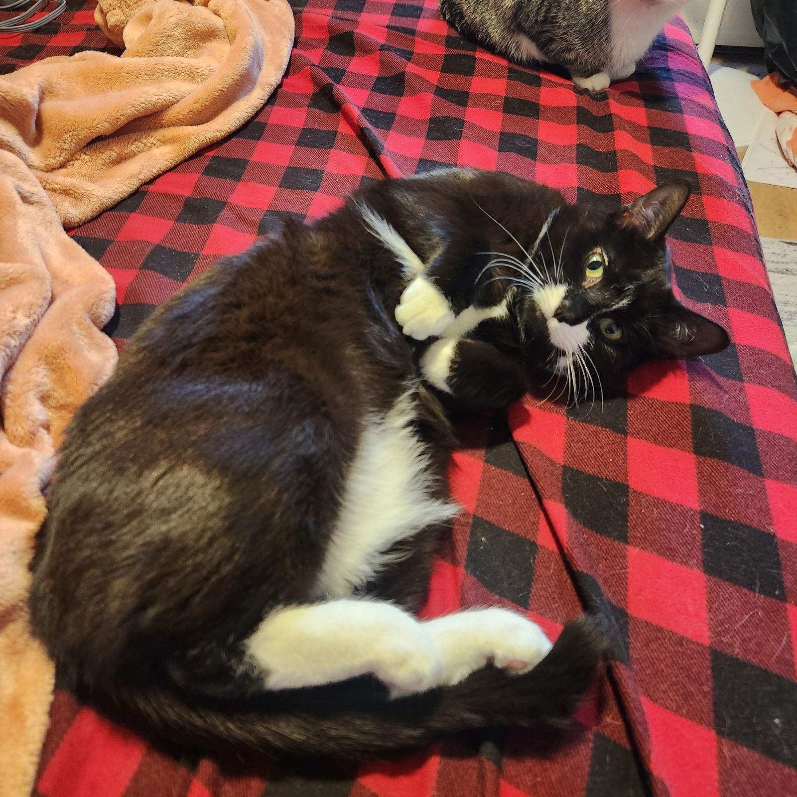 Enlarge Moostash, a Adoptable Domestic Short Hair in Burton, MI image 2/3