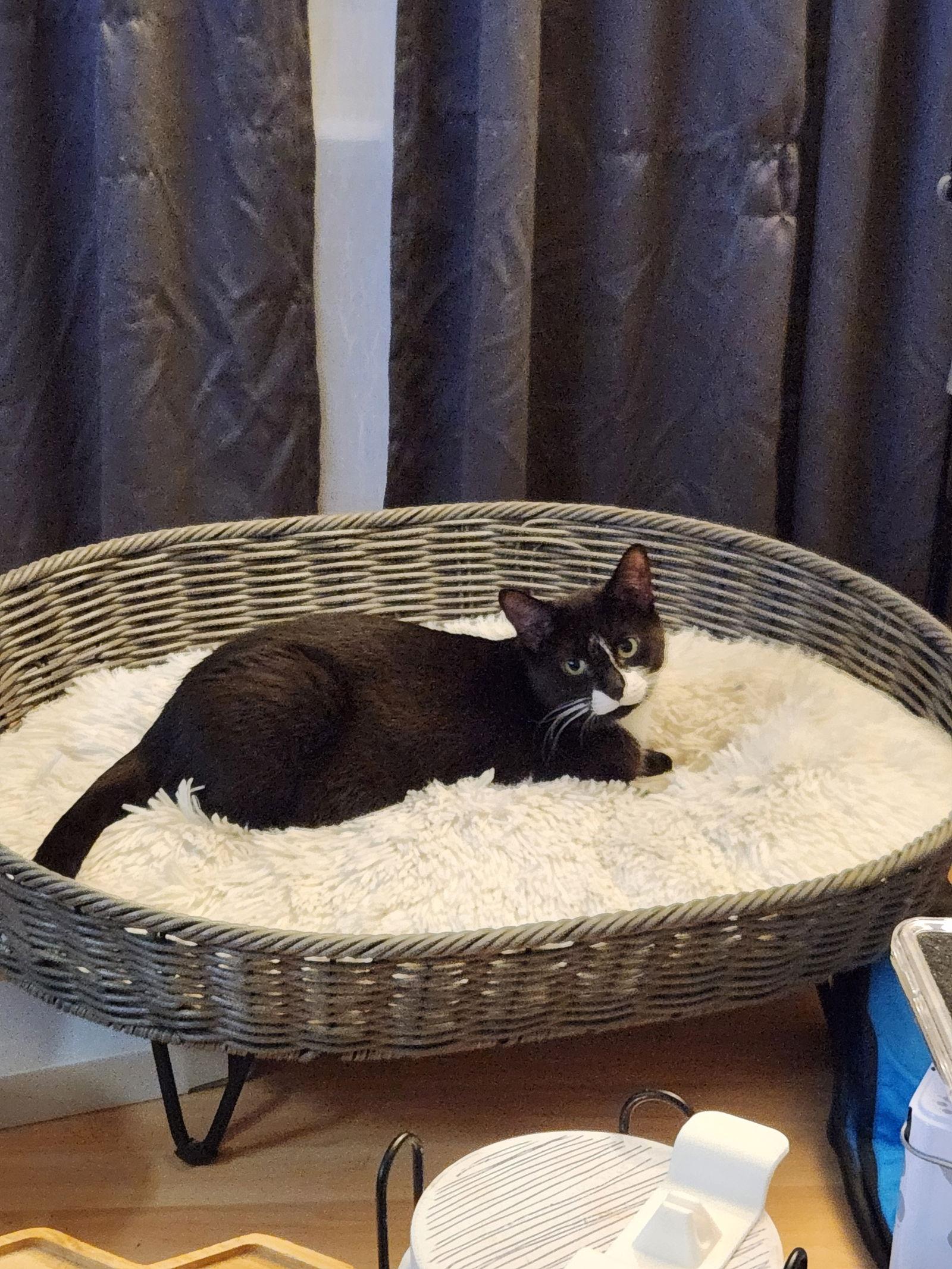 Enlarge Moostash, a Adoptable Domestic Short Hair in Burton, MI image 3/3