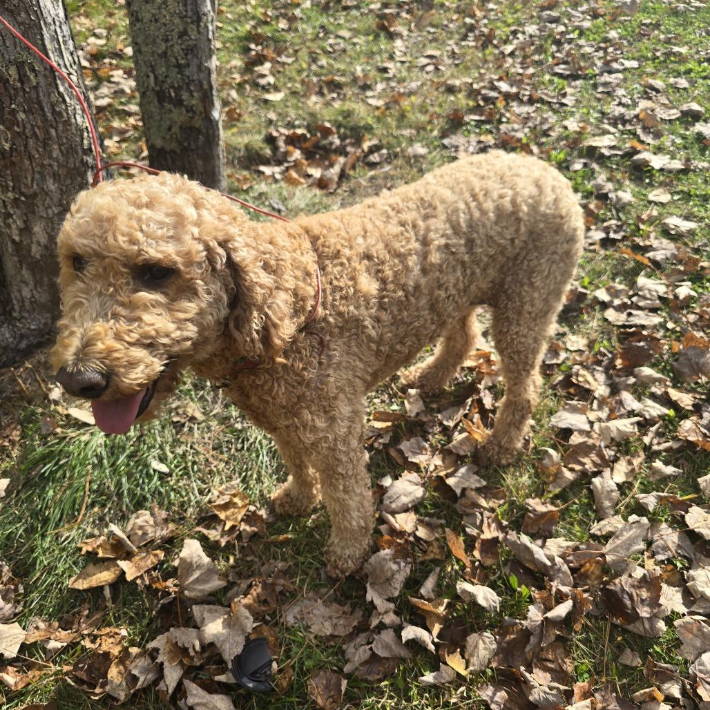 Enlarge Henna D12826, a Adoptable mixed breed in Elk River, MN image 1/5