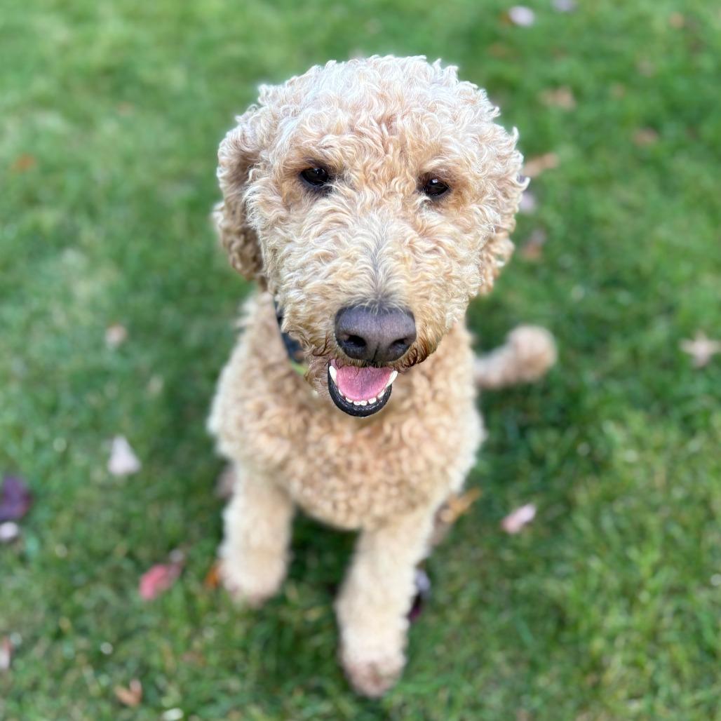 Enlarge Henna D12826, a Adoptable mixed breed in Elk River, MN image 2/5