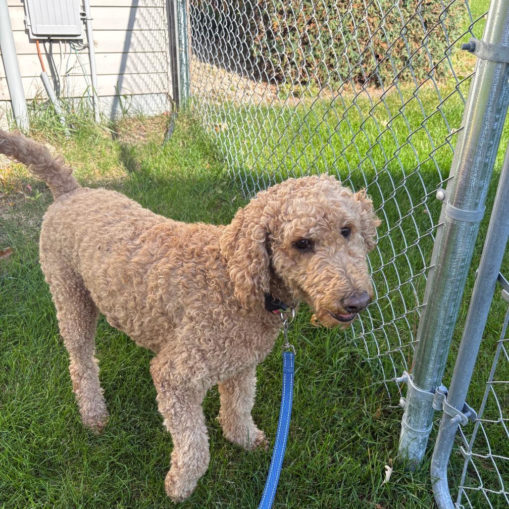 Enlarge Henna D12826, a Adoptable mixed breed in Elk River, MN image 3/5