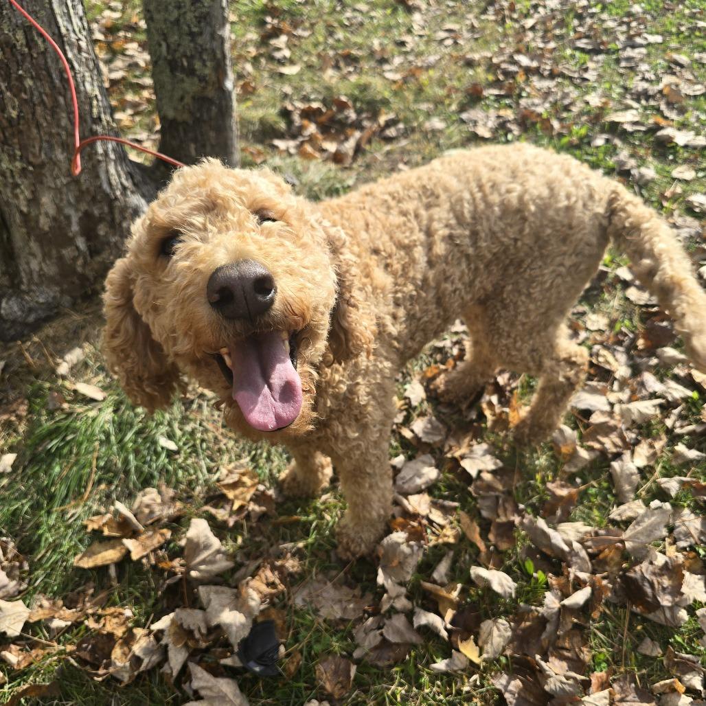 Enlarge Henna D12826, a Adoptable mixed breed in Elk River, MN image 4/5