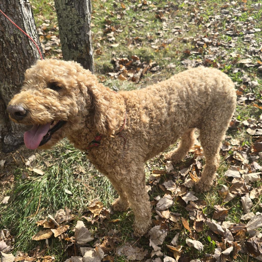 Enlarge Henna D12826, a Adoptable mixed breed in Elk River, MN image 5/5