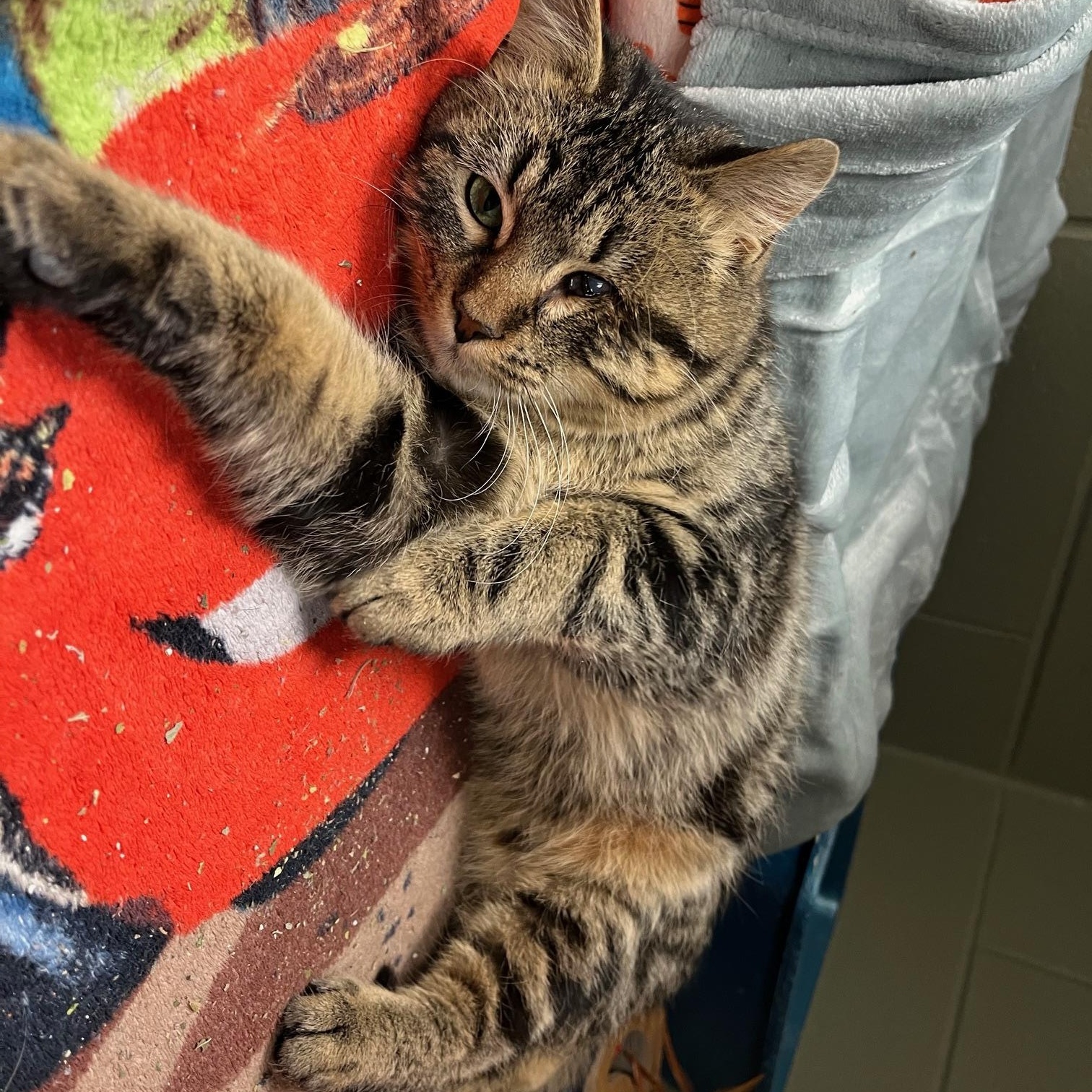 Kirby, adopted, Adult Male Munchkin & Domestic Medium Hair.