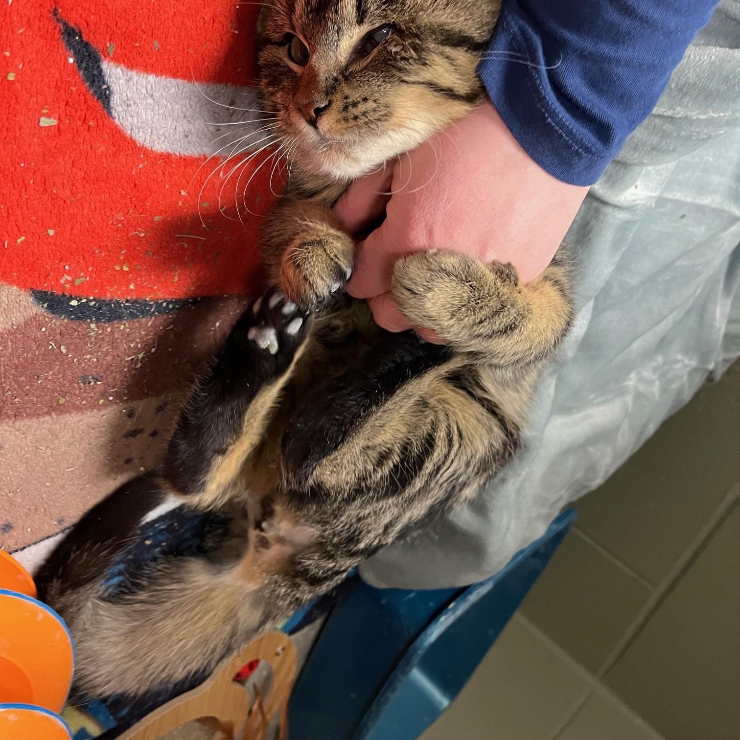 Enlarge Kirby, an adopted mixed breed in St Thomas, ON image 3/5