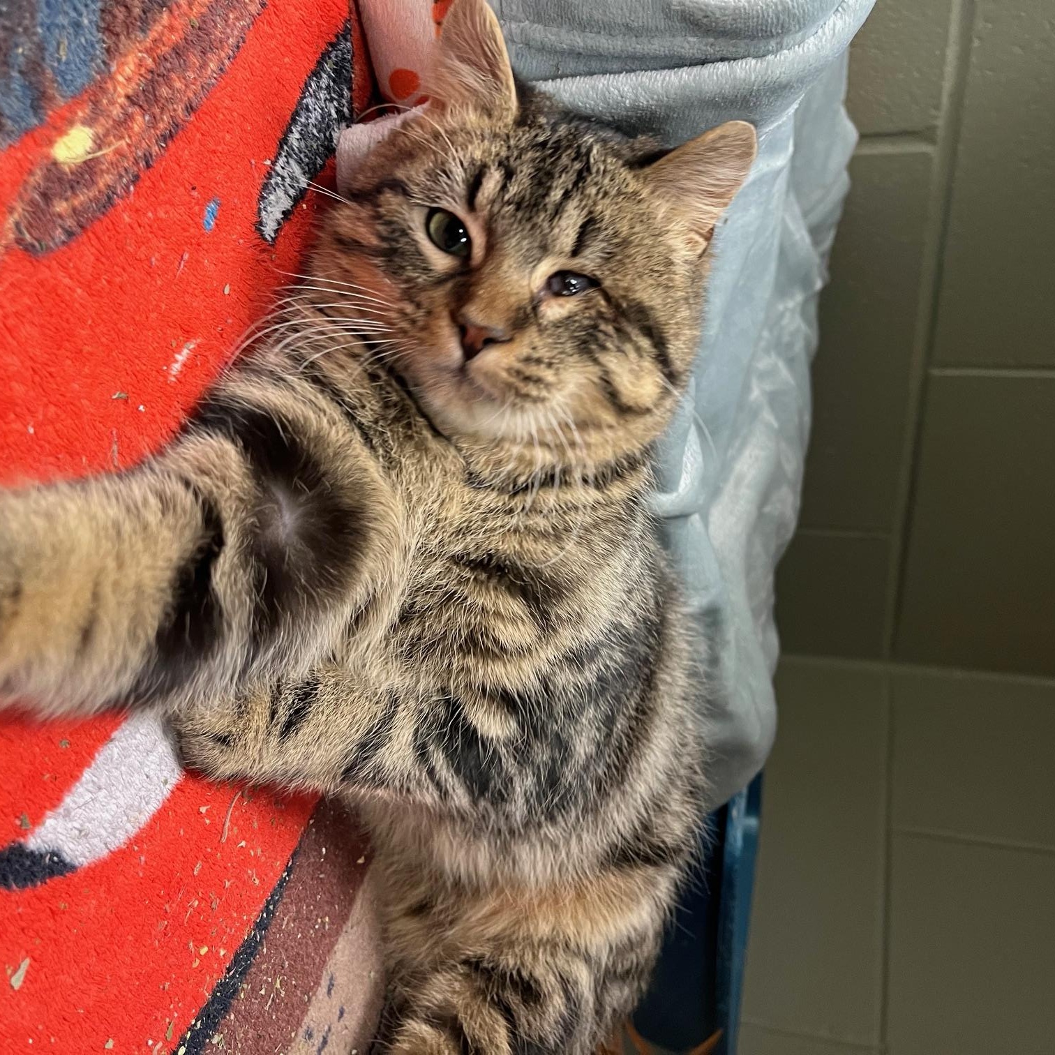 Enlarge Kirby, an adopted mixed breed in St Thomas, ON image 5/5