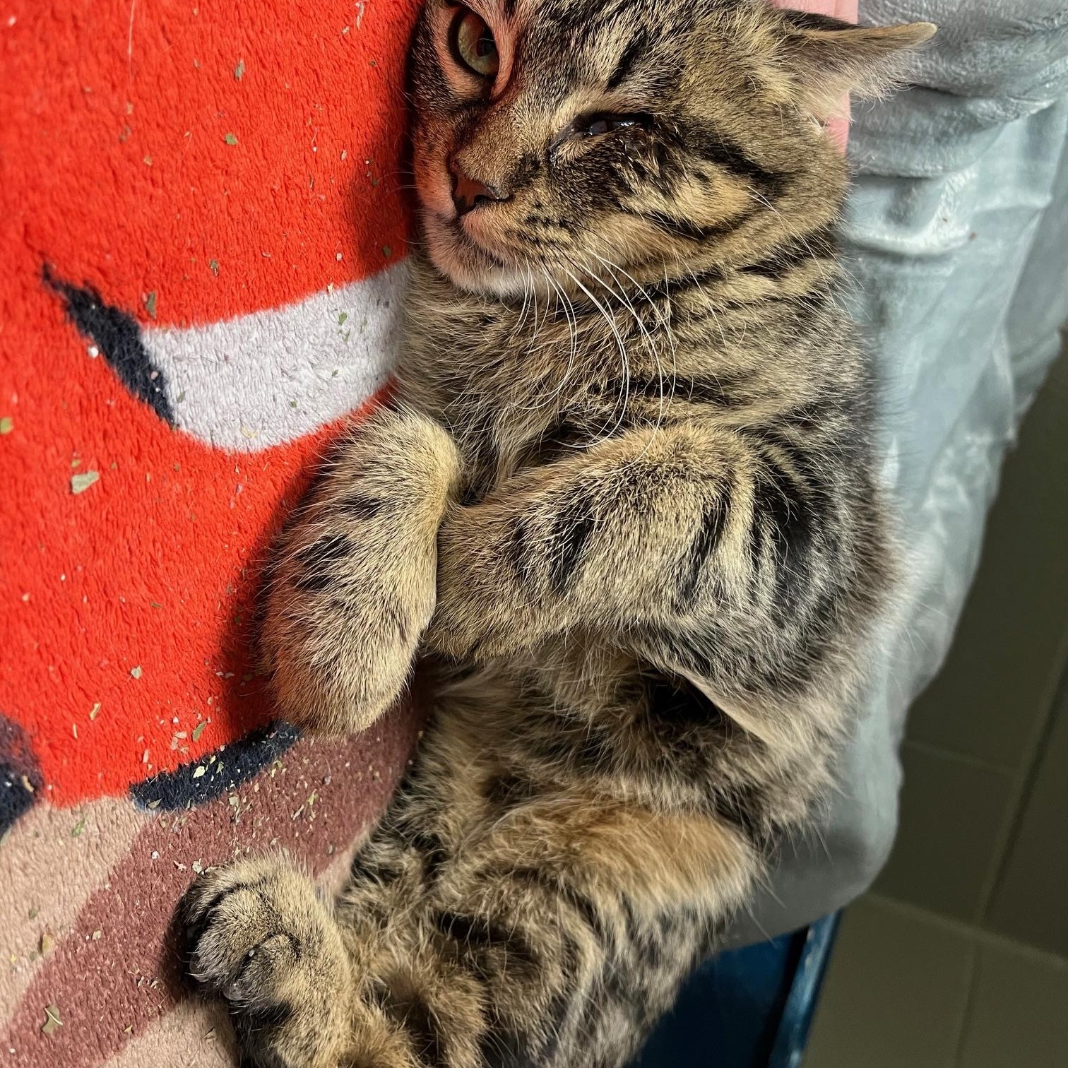 Enlarge Kirby, an adopted mixed breed in St Thomas, ON image 2/5