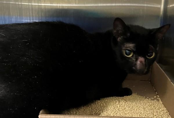 Jake, Adoptable, Senior Male Domestic Short Hair.