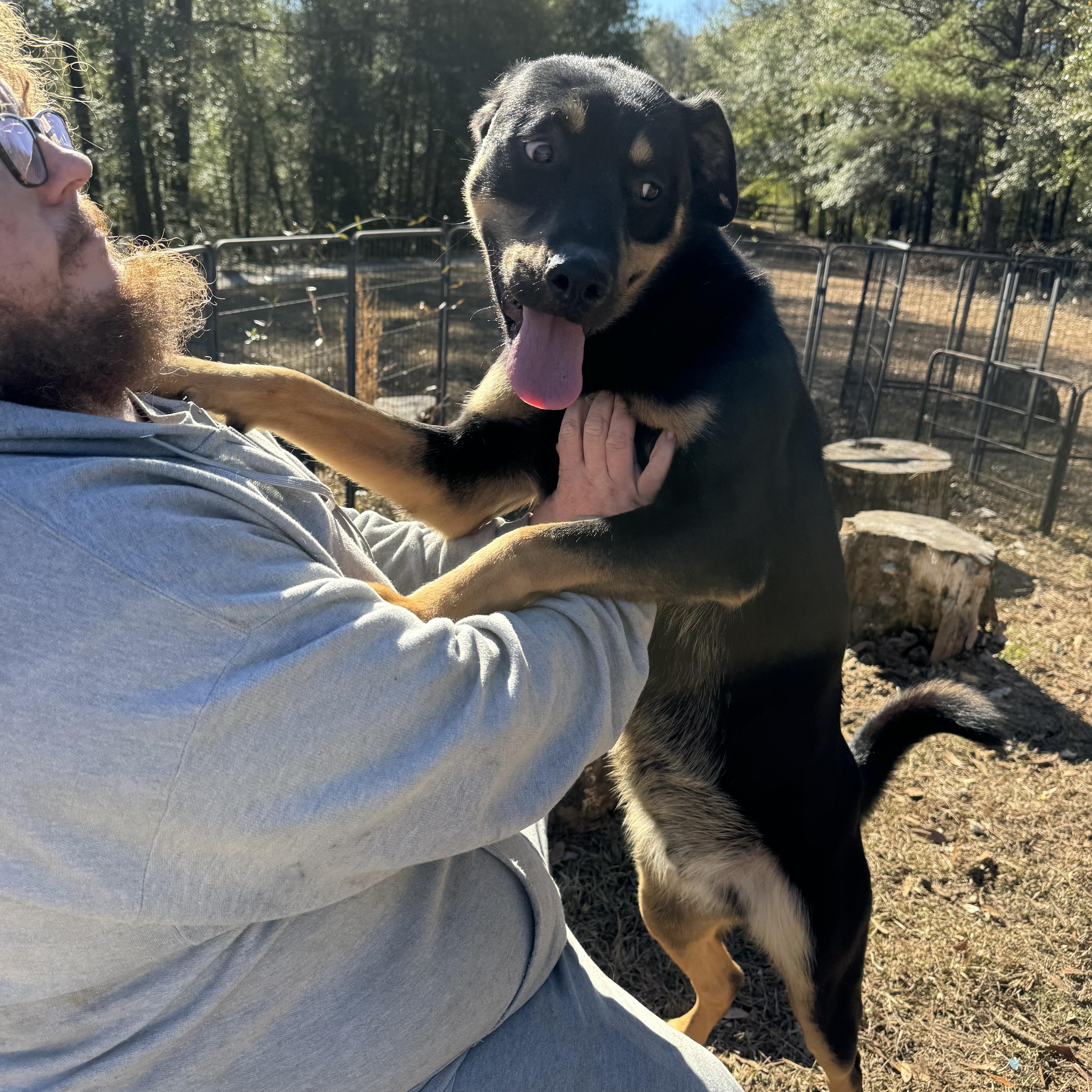 ROCKY, Young Male Rottweiler