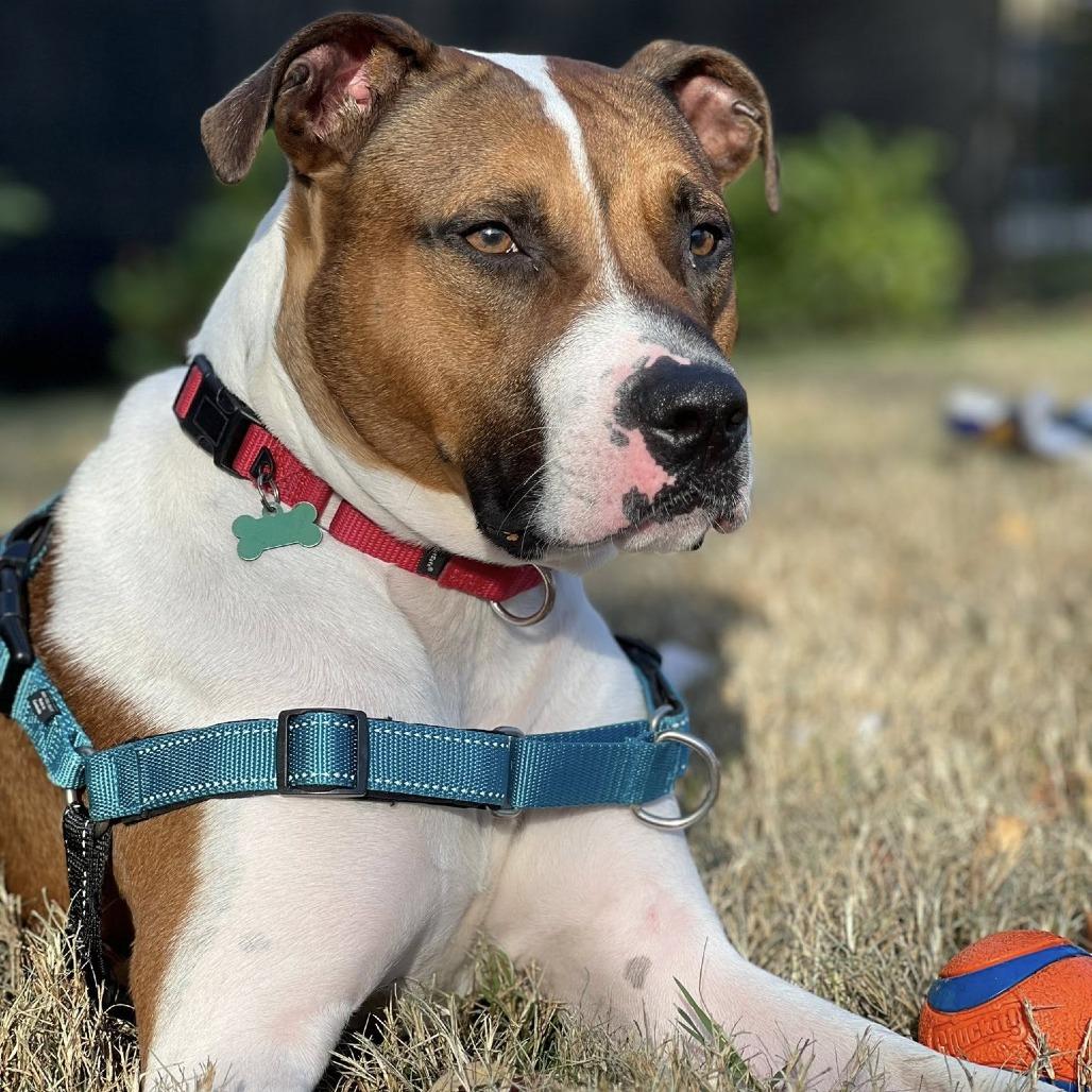 Bubbles, Adoptable, Adult Male Pit Bull Terrier.