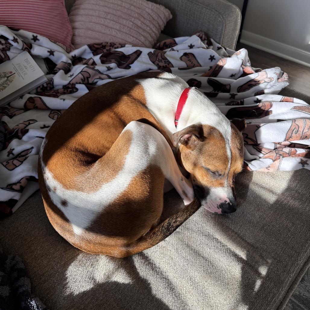 Enlarge Bubbles, a Adoptable mixed breed in Nashville, TN image 2/6