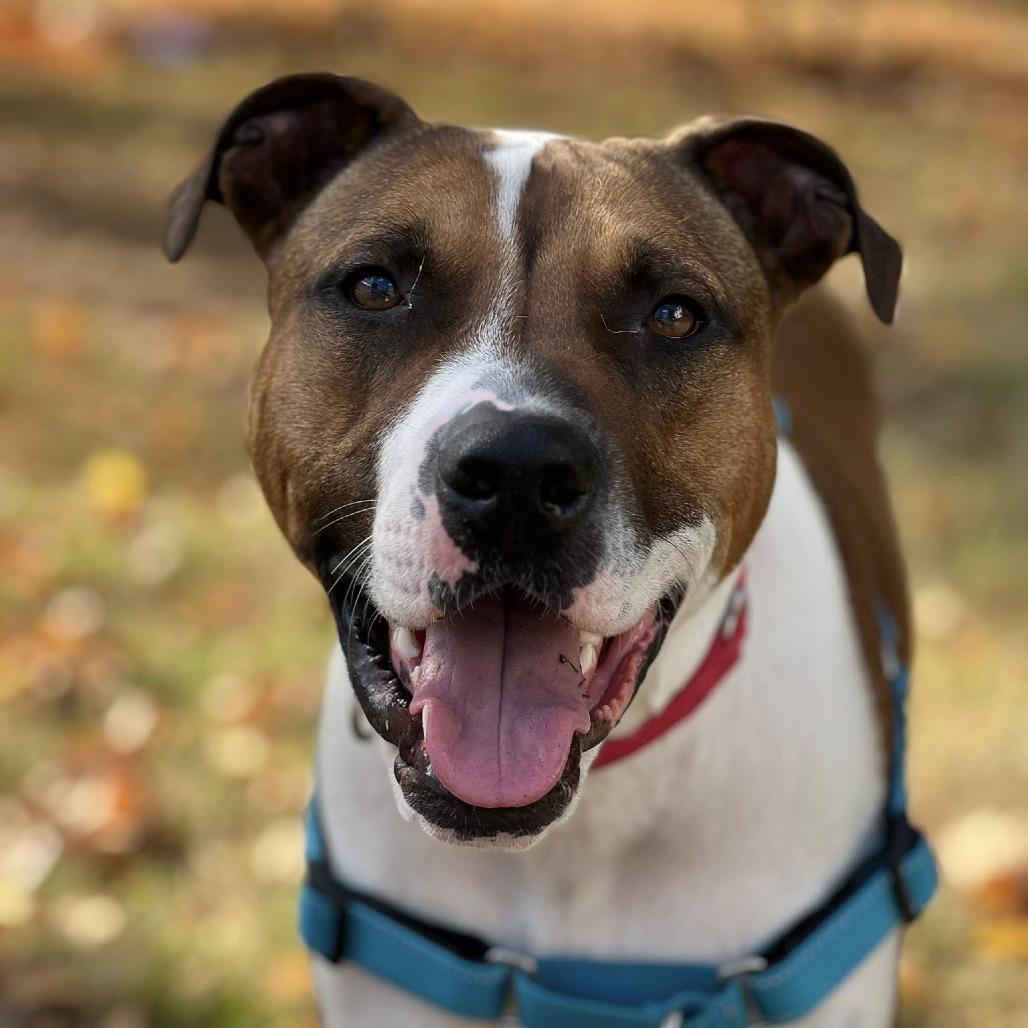 Enlarge Bubbles, a Adoptable mixed breed in Nashville, TN image 3/6