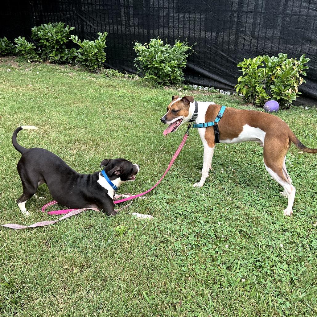 Enlarge Bubbles, a Adoptable mixed breed in Nashville, TN image 4/6