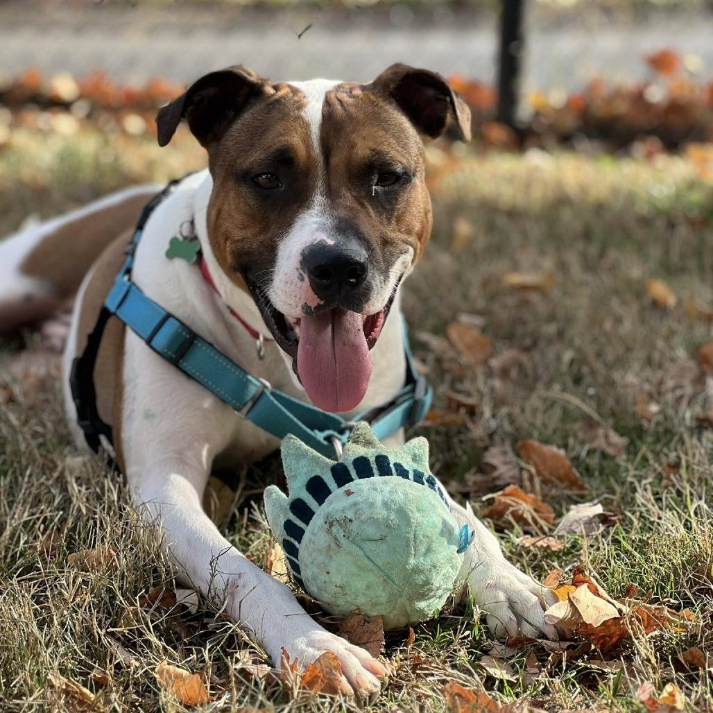 Enlarge Bubbles, a Adoptable mixed breed in Nashville, TN image 5/6