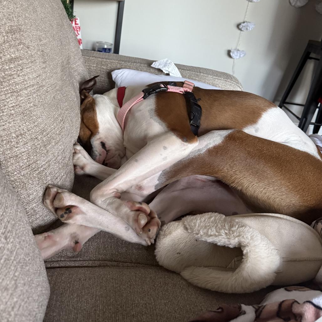 Enlarge Bubbles, a Adoptable mixed breed in Nashville, TN image 6/6