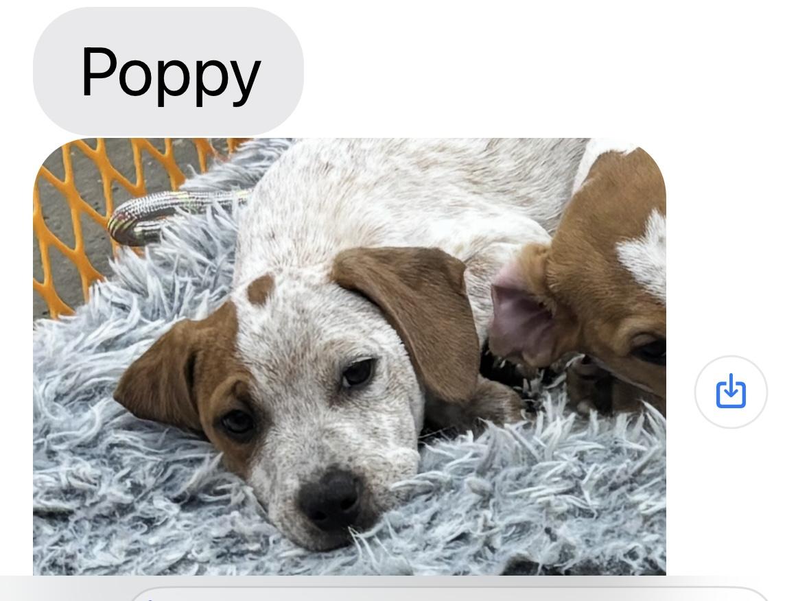 Poppy