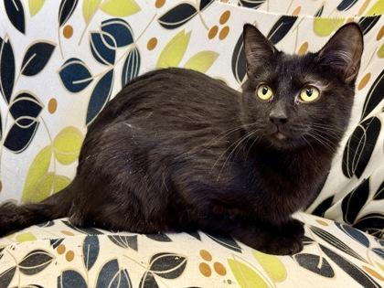Toboggan, ADOPTABLE, Adult Female Domestic Short Hair.