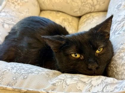 Toboggan, a ADOPTABLE Domestic Short Hair in Downers Grove, IL image 3/3