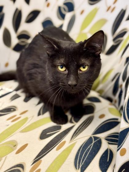Toboggan, a ADOPTABLE Domestic Short Hair in Downers Grove, IL image 2/3
