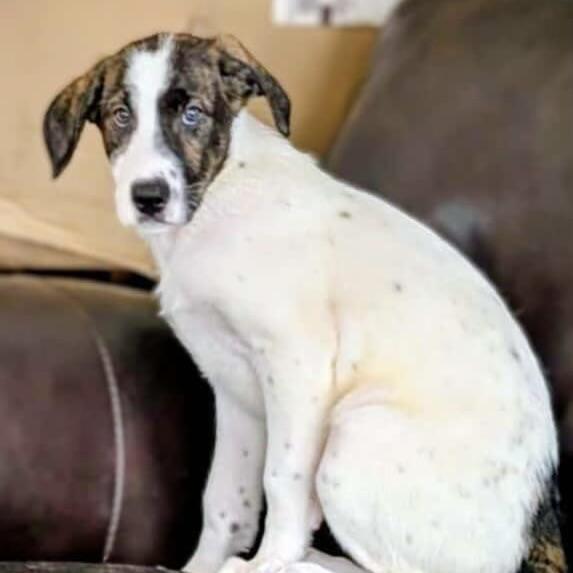 Little Helena (20250805-05)