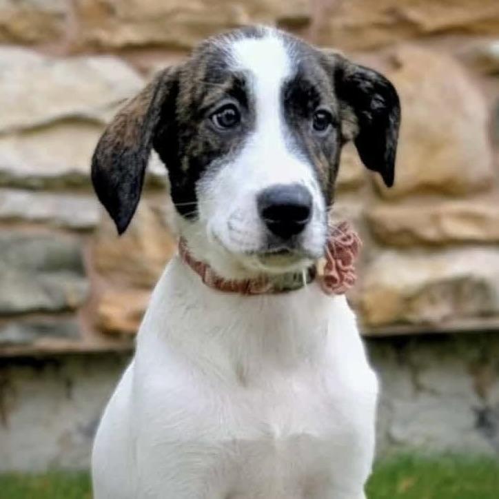 Little Helena (20250805-05)