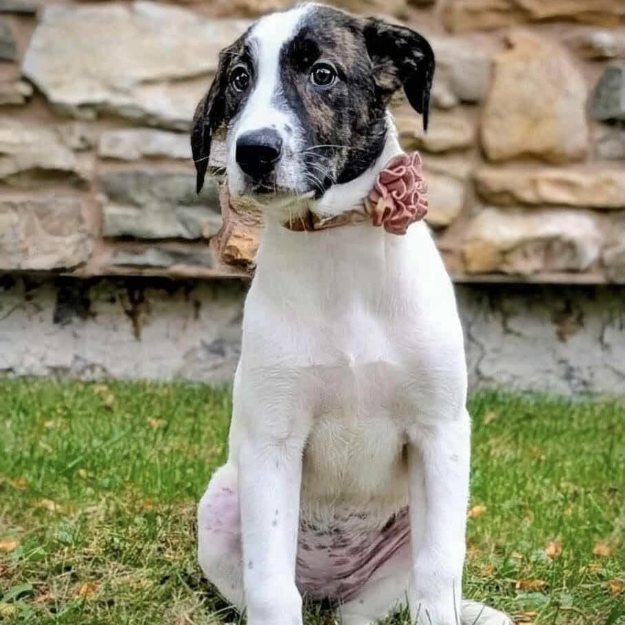 Little Helena (20250805-05)