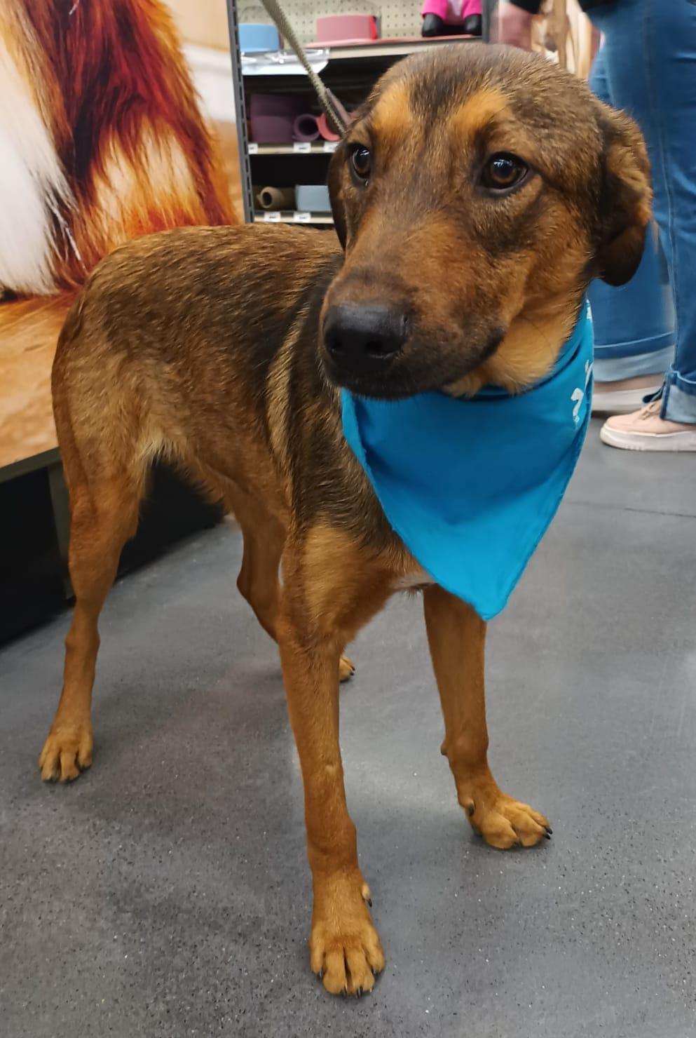 Antoni, a ADOPTABLE mixed breed in San Diego, CA image 4/5