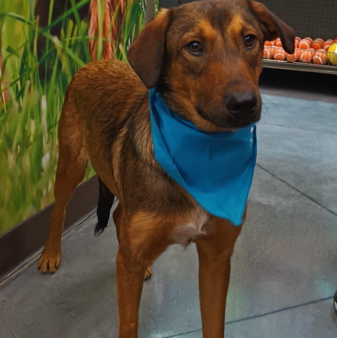 Antoni, a ADOPTABLE mixed breed in San Diego, CA image 2/5