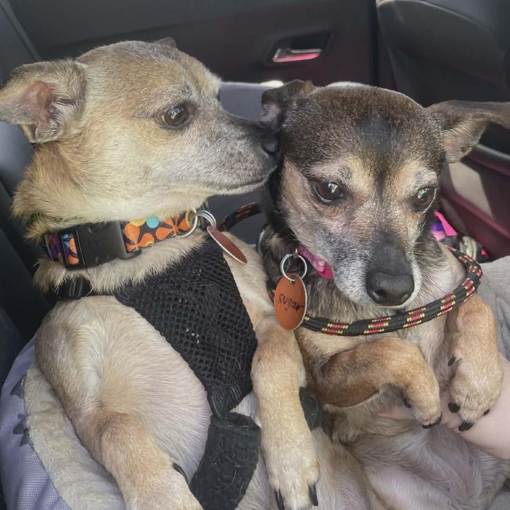 Enlarge Jackson bonded to Sugar Pie, an adopted mixed breed in Helena, AL image 3/5