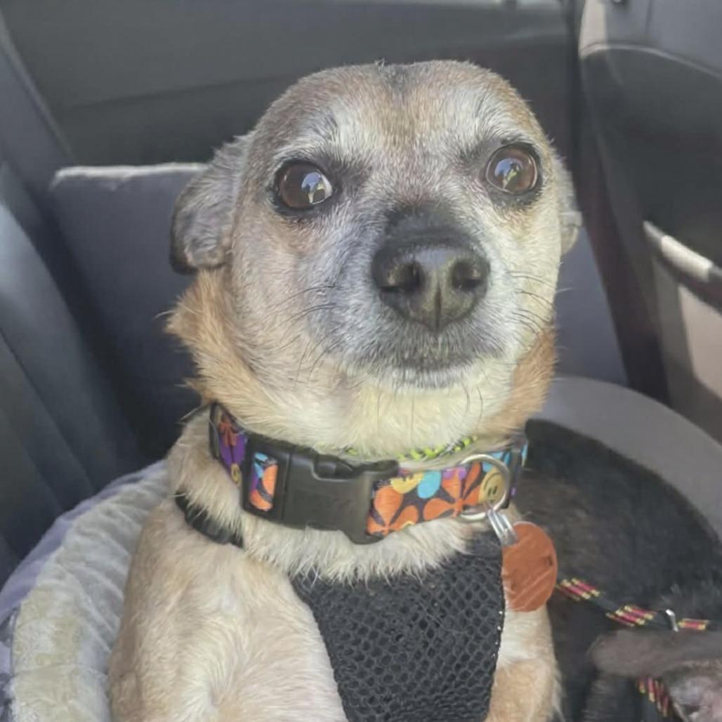 Enlarge Jackson bonded to Sugar Pie, an adopted mixed breed in Helena, AL image 4/5