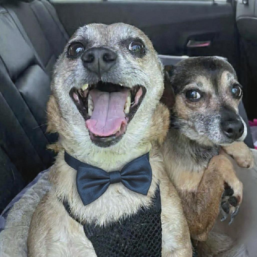 Jackson bonded to Sugar Pie, adopted, Adult Male Chihuahua.